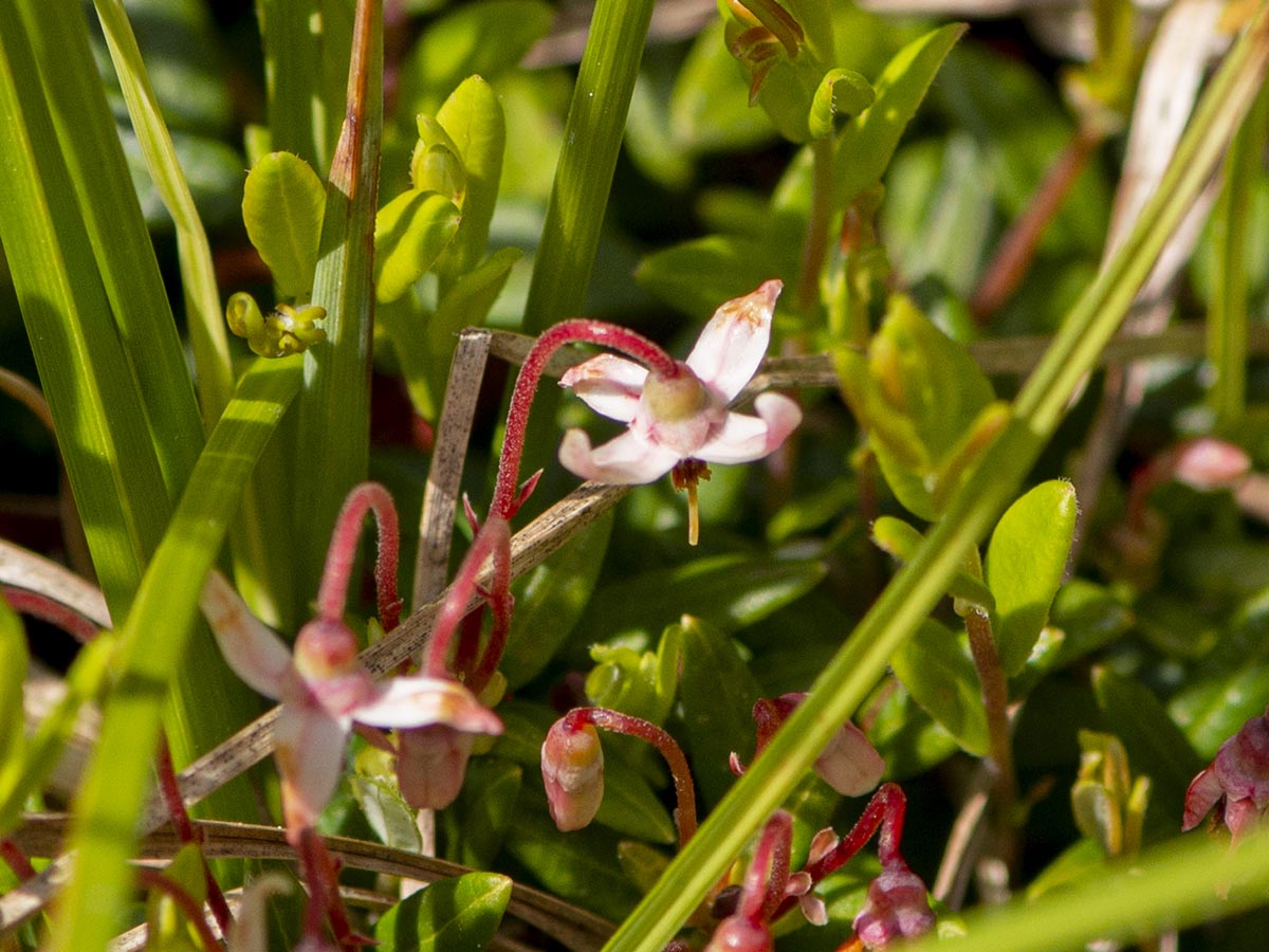 Blüten, Blätter